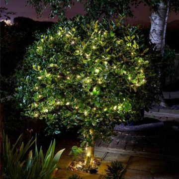 guirlande solaire arbre
